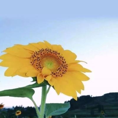 b体育手机在线登录